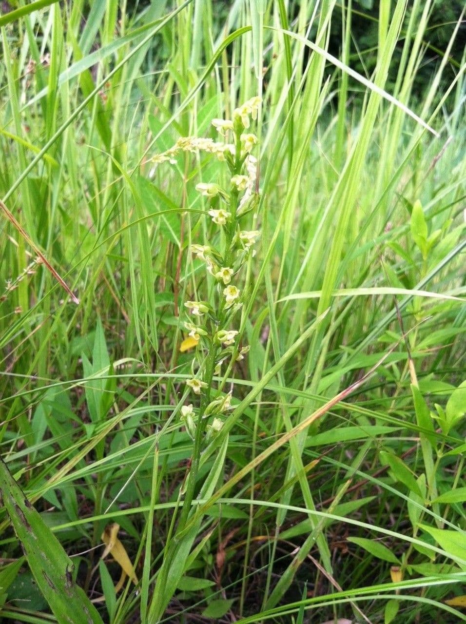 Platantera flava 6