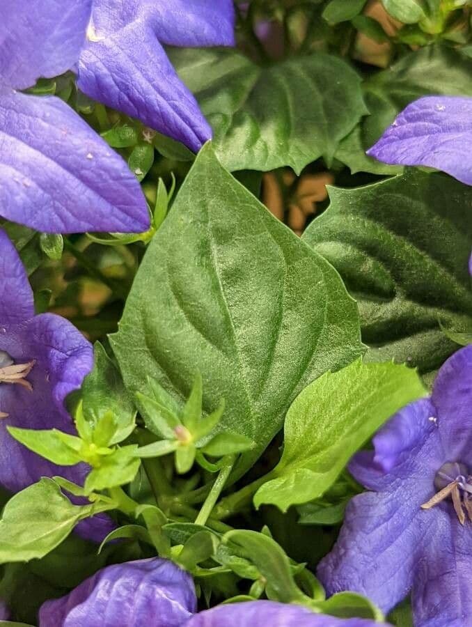 Campanula dei Carpazi 14