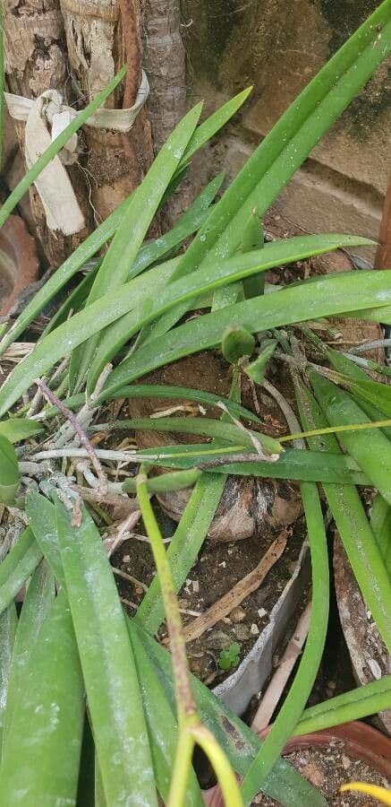 Brassavola 9