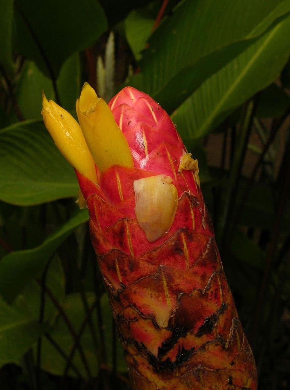 Costus 2