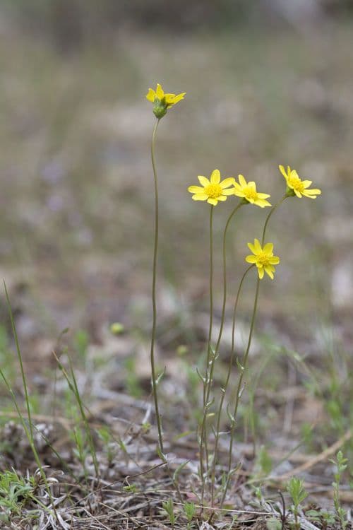 Crocidium multicaule 5