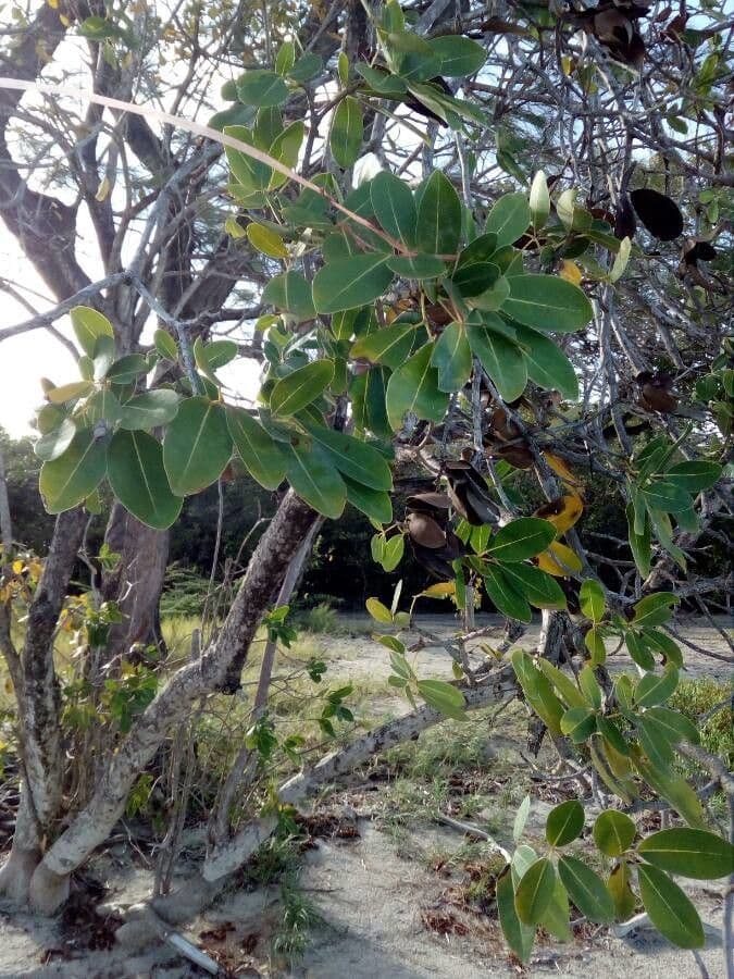 Tabebuia bledá 12