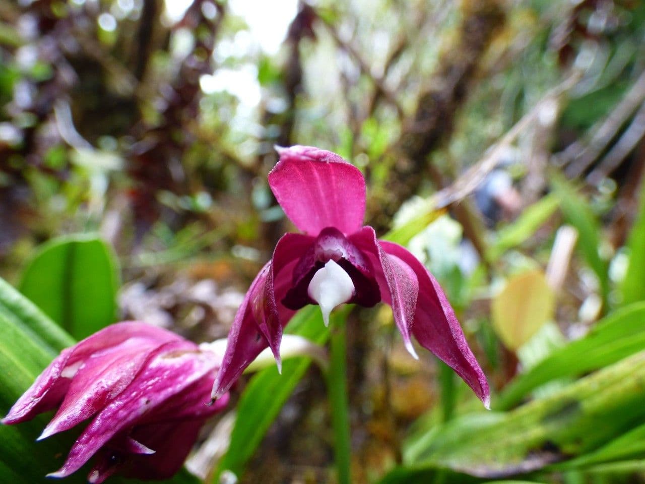 Schöner Phaius 5