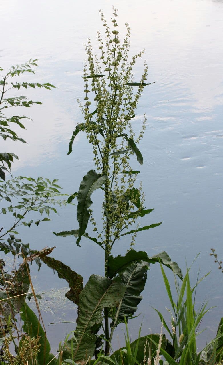 Fluss-Ampfer 14