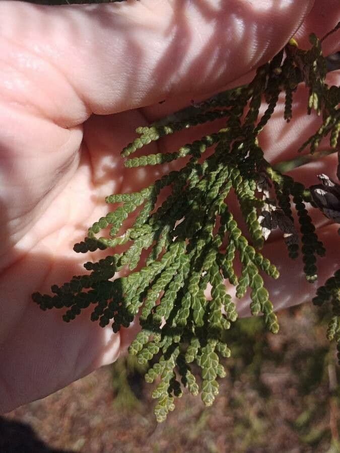 Northern white-cedar 17