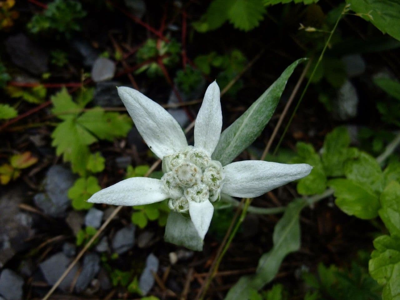 Edelweiss 5