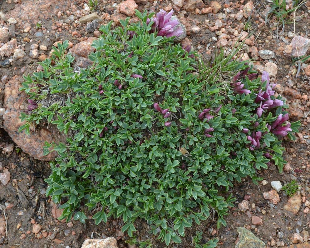 Trifoglio 6