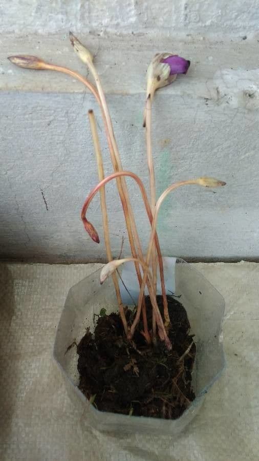 Aeginetia 3