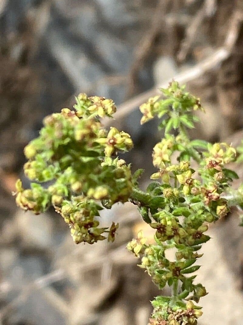 Galium 7