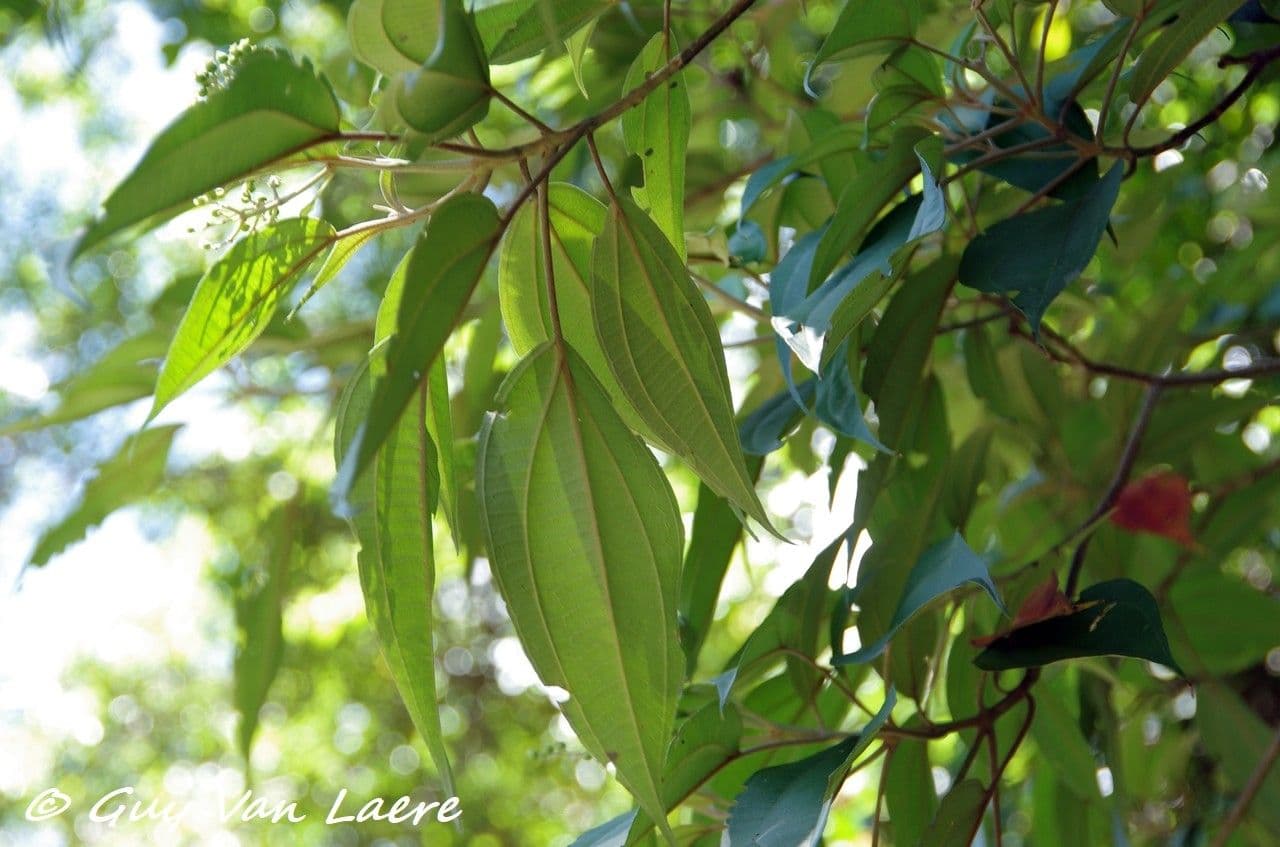 Miconia 3