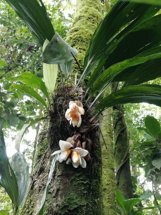 Stanhopea 5