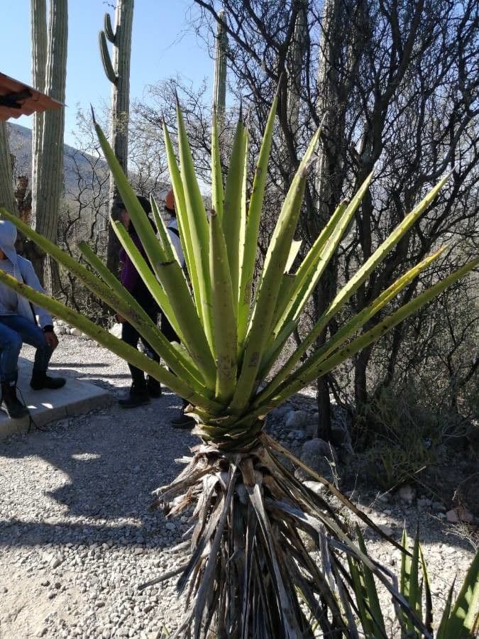 Yuca schidigera 16