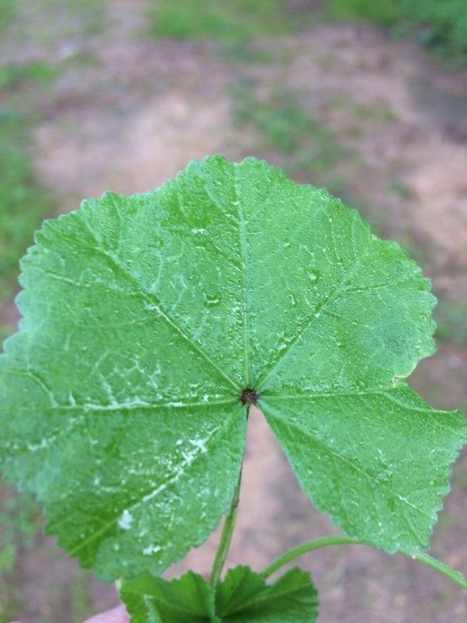 Malva minore 16