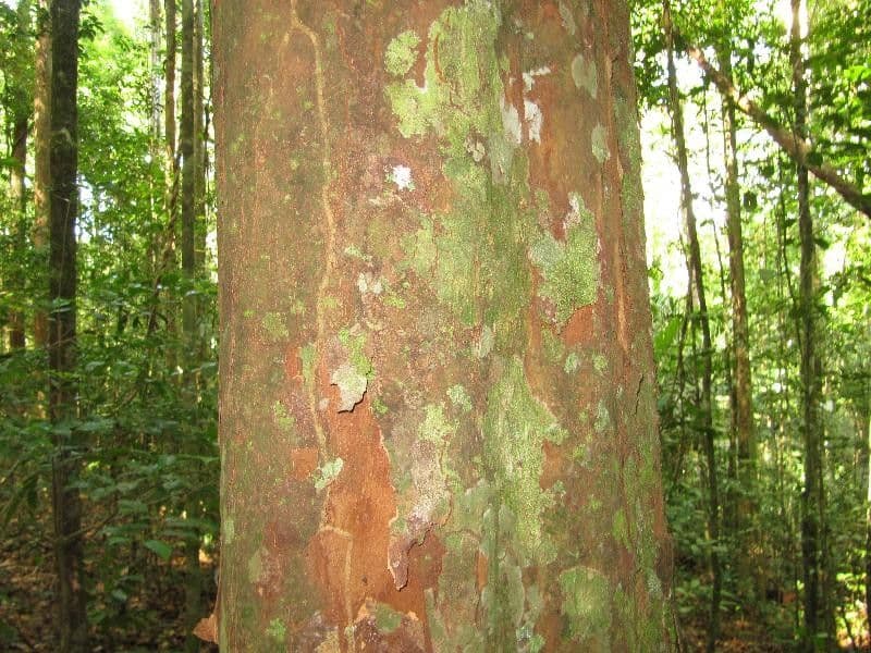 Chrysophyllum 8