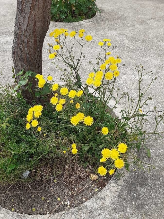 Radicchiella vescicosa 14