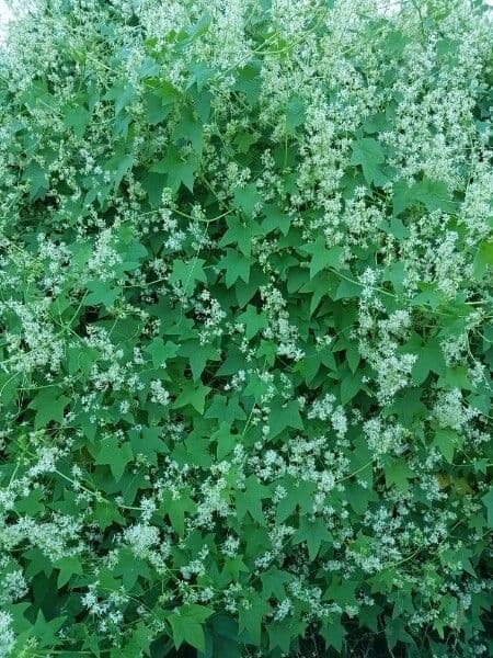 Zucca spinosa 22