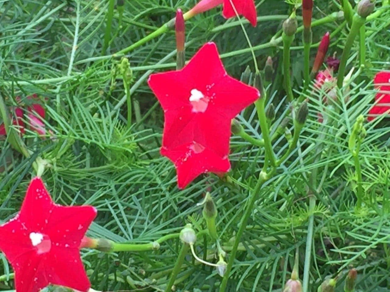 Ipomoea quamoclit 12