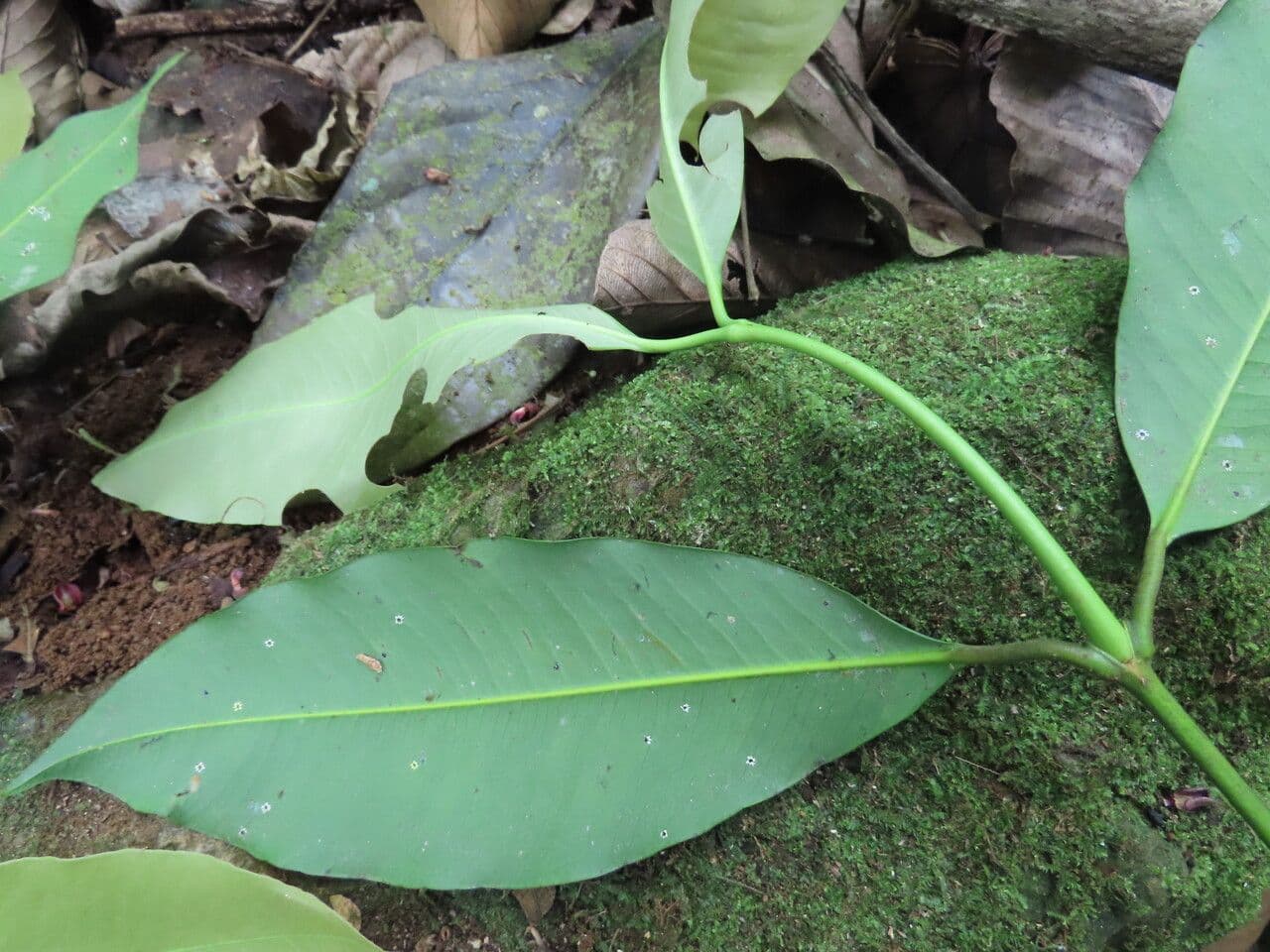 Garcinia 17