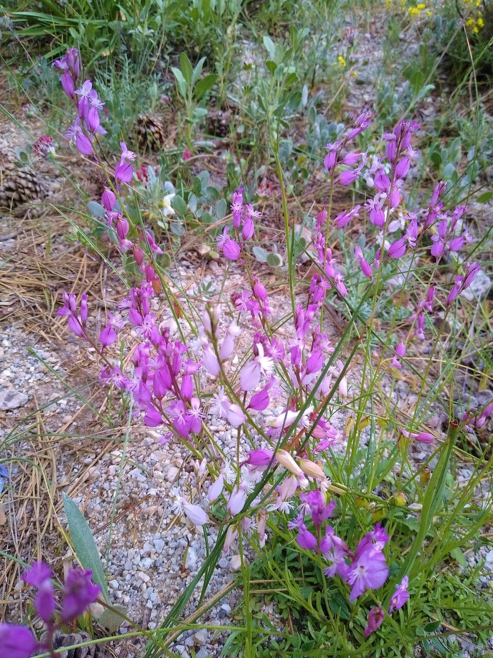 Polygala boissieri 2