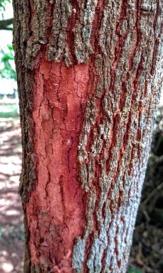 Copaiba de Langsdorff 11