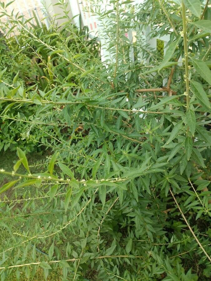 Aloysia 3