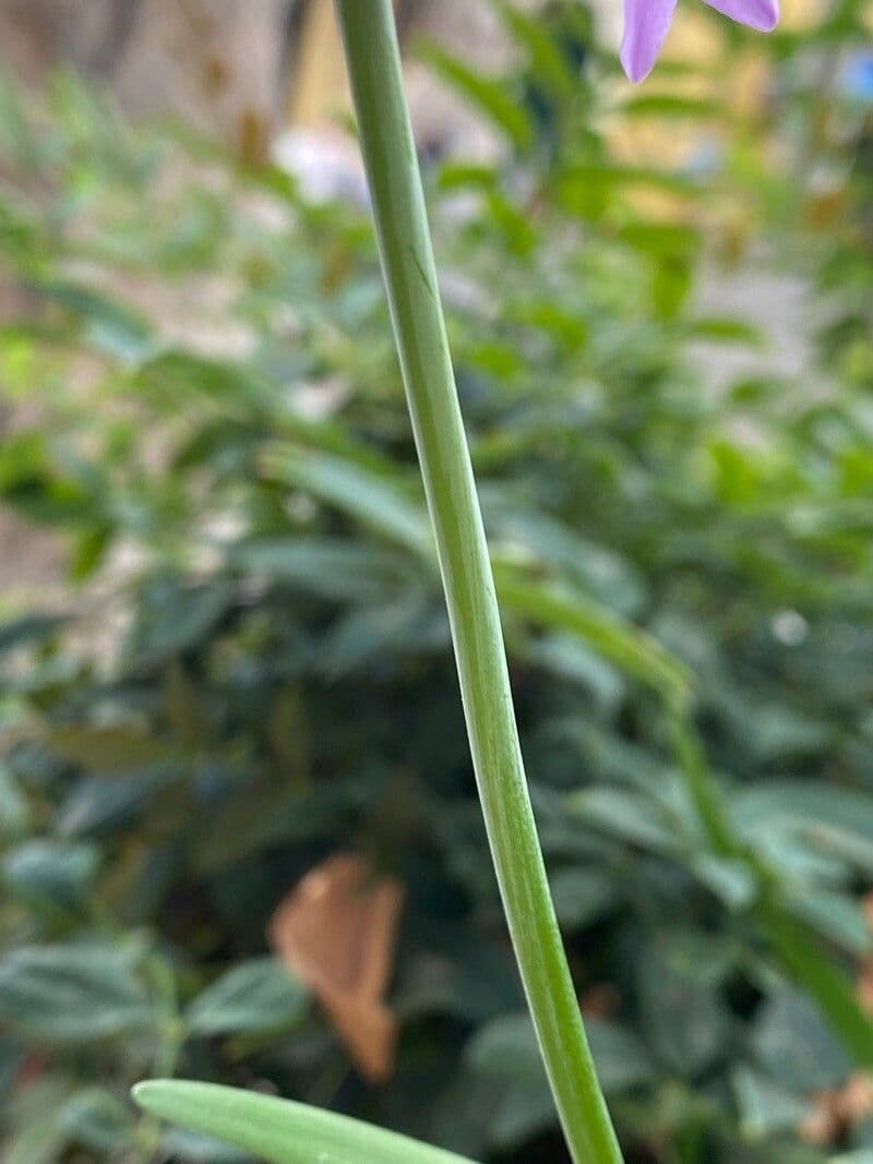 Tulbaghia 22
