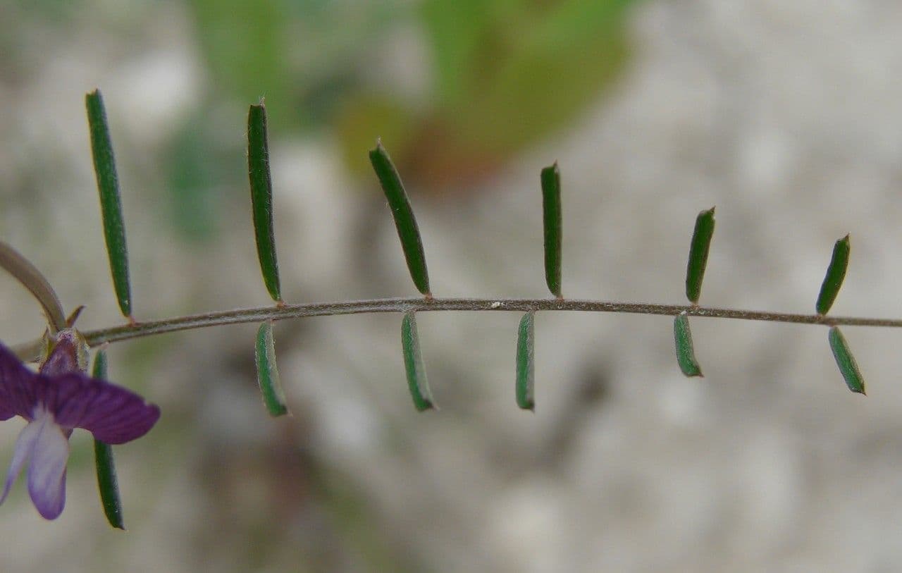 Vesce pèlerine 19