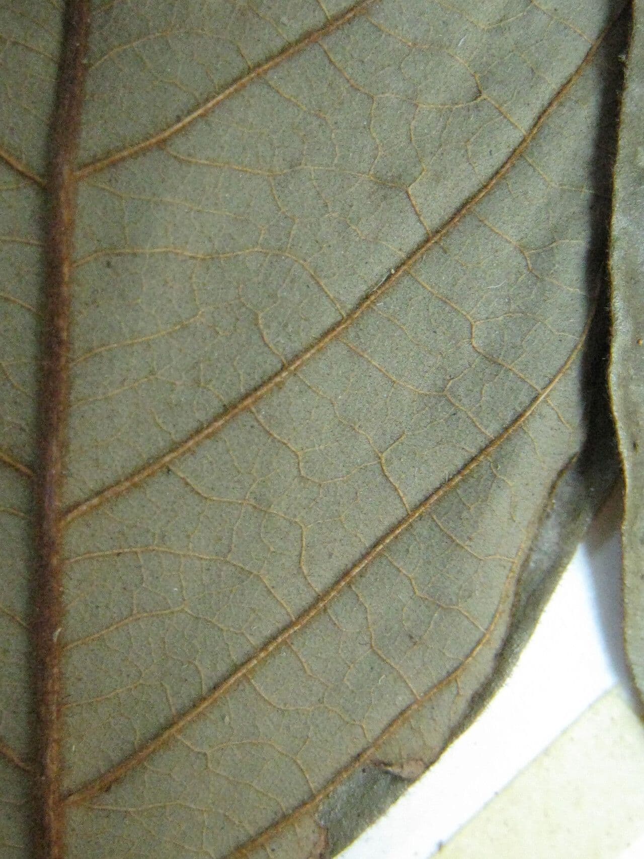 Swartzia 5
