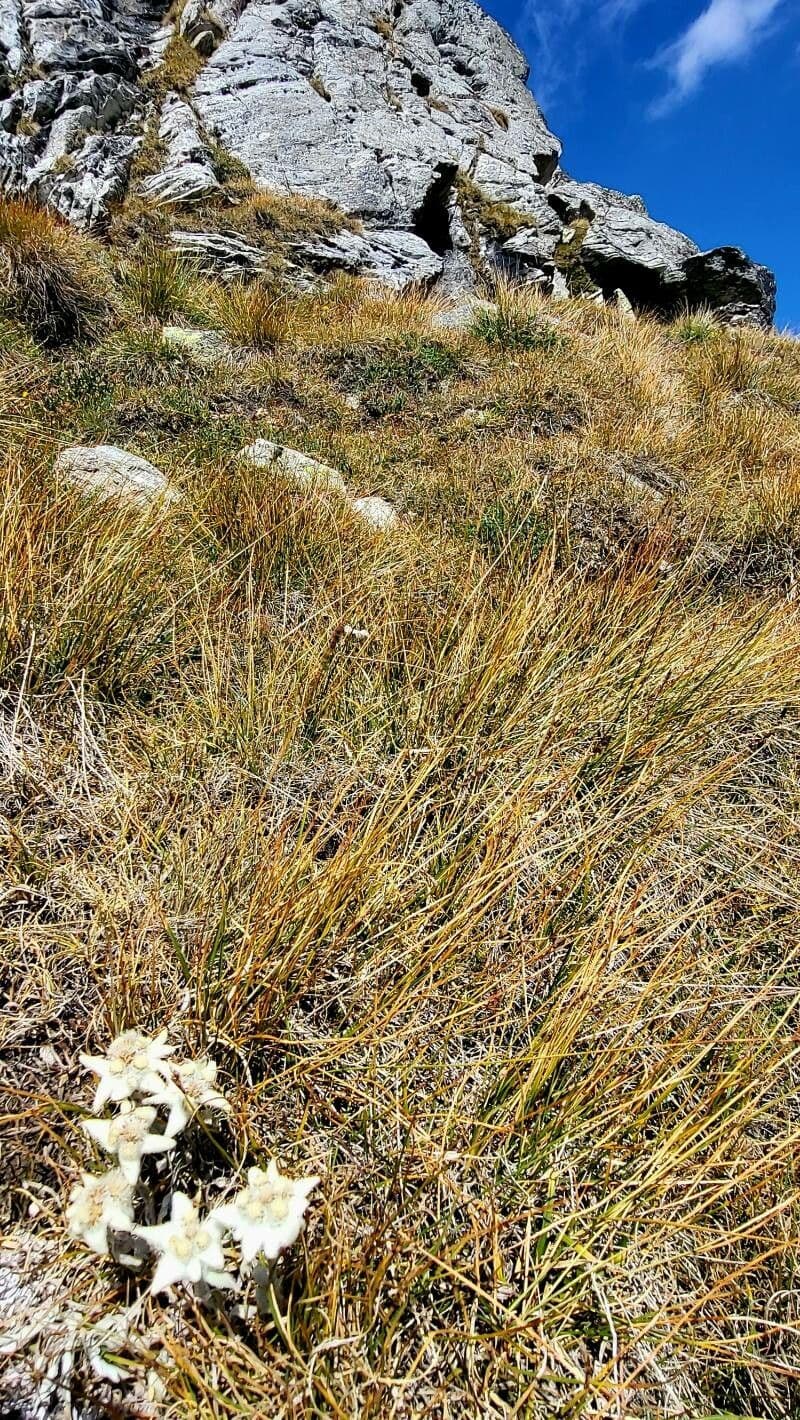 Kobresia myosuroides 3