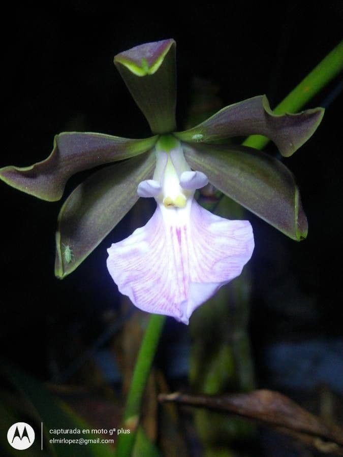 Encyclia 6