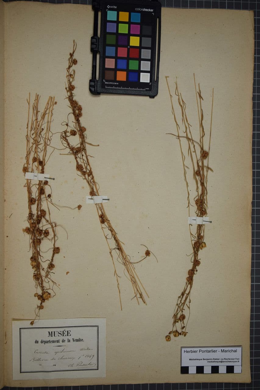 Cuscuta del lino 14