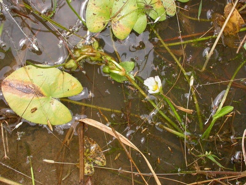 Sagittaria guayanensis 9