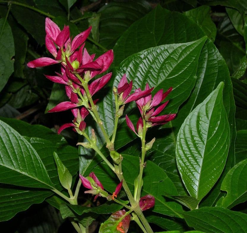 Mantello rosso brasiliano 29