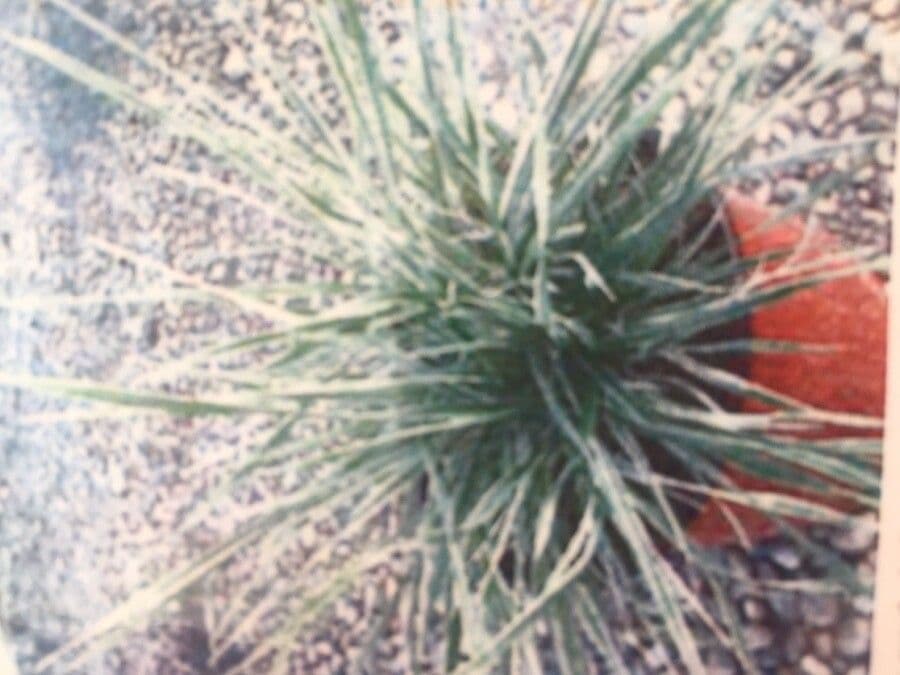Koeleria glauca 12