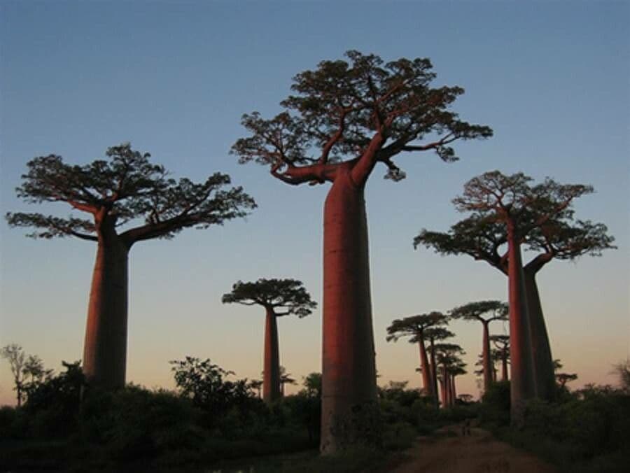Baobab di Grandidier 2