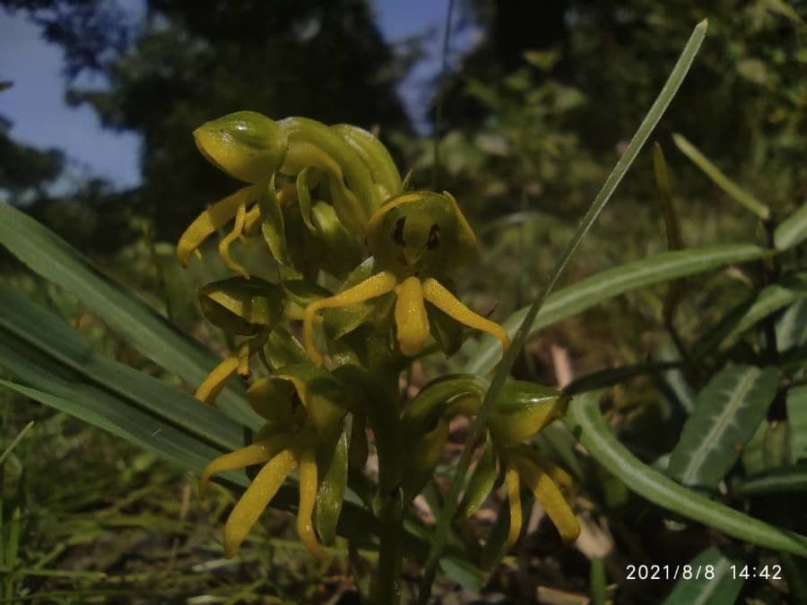 Habenaria 3