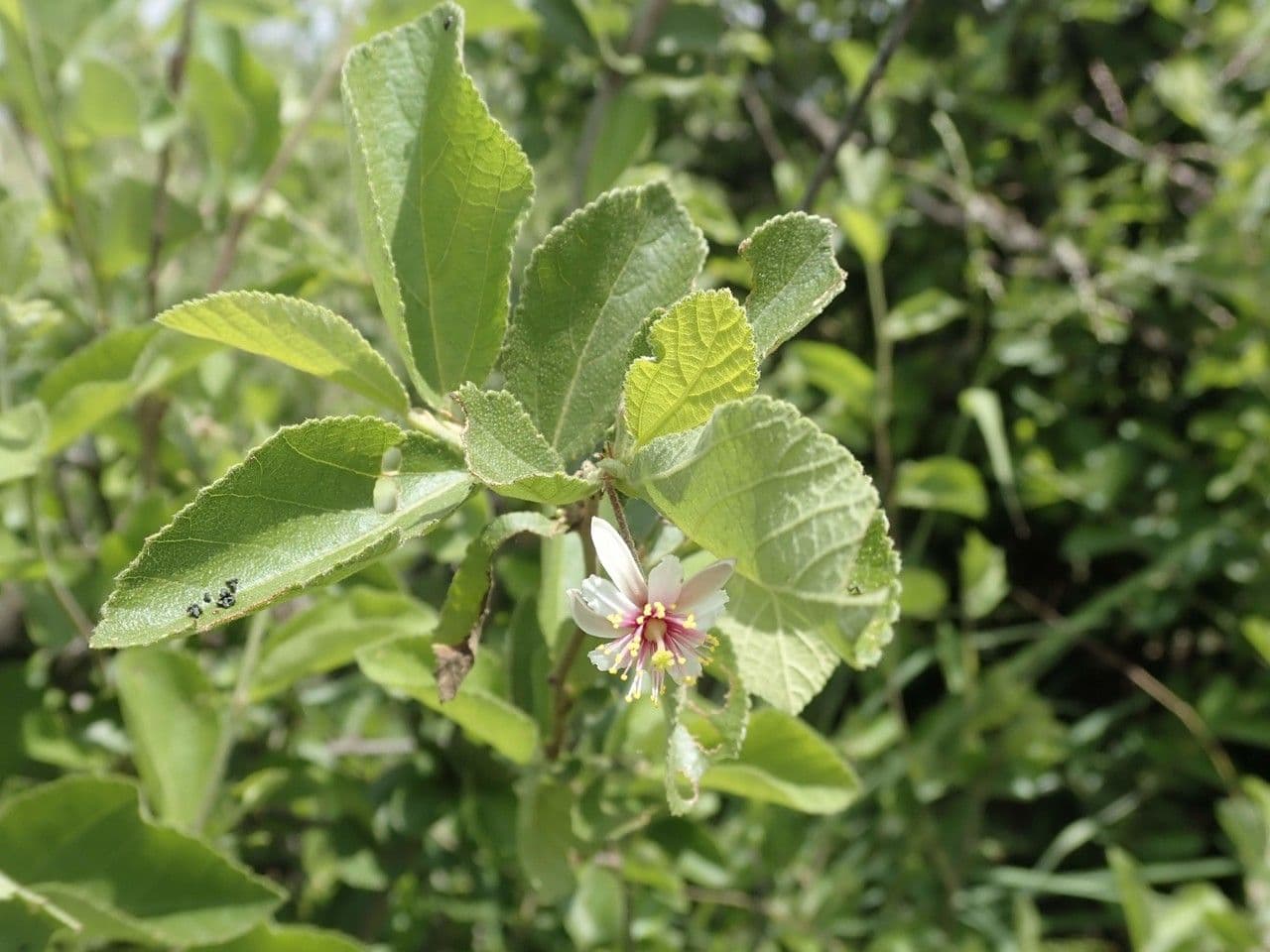 Grewia 20