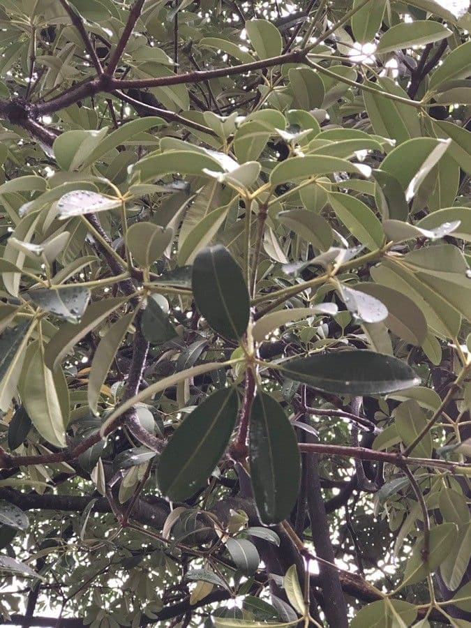 Alstonia 2