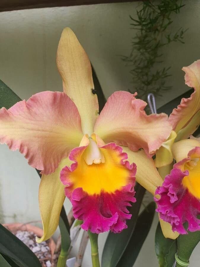 Cattleya 3