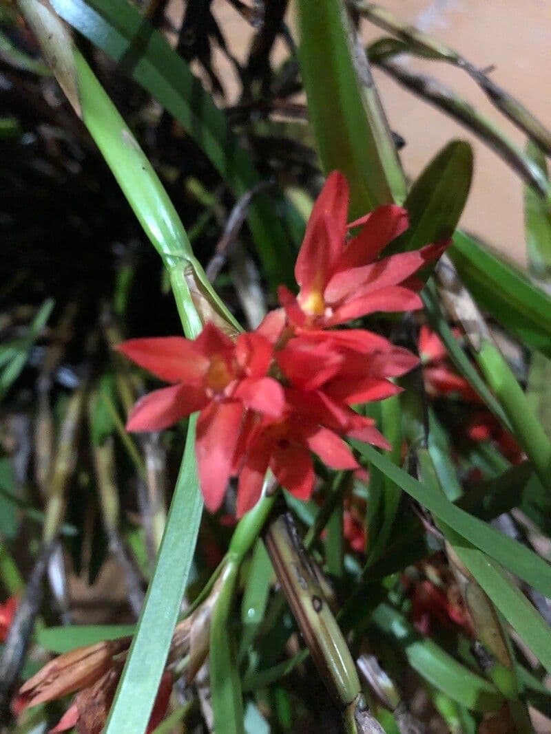 Scaphyglottis 5