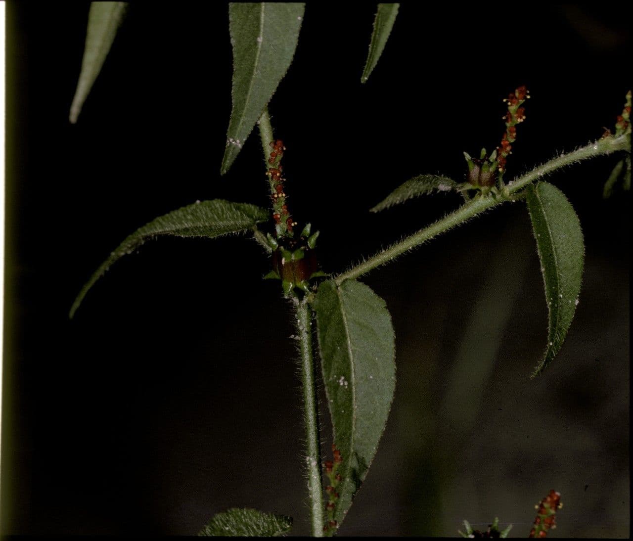 Microstachys corniculata 6