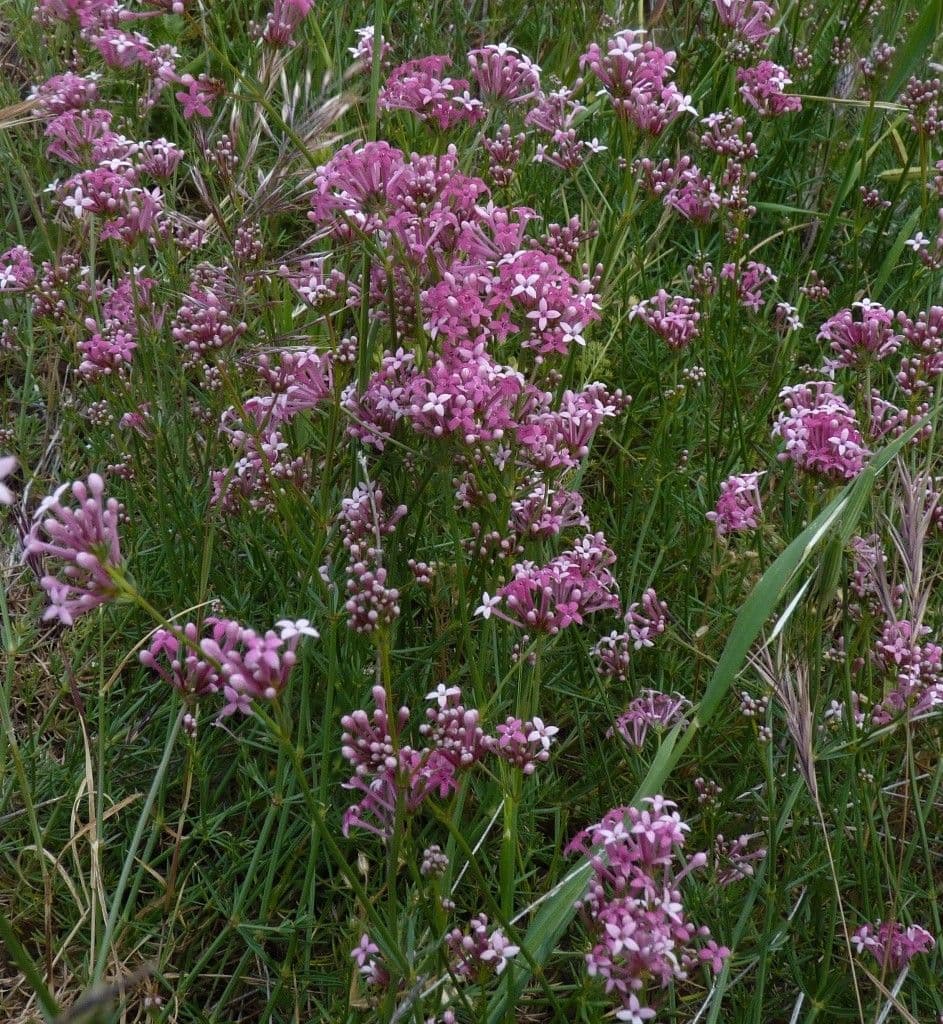 Asperula hirsuta 10