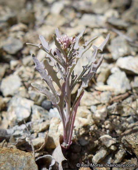 Thysanocarpus laciniato 16