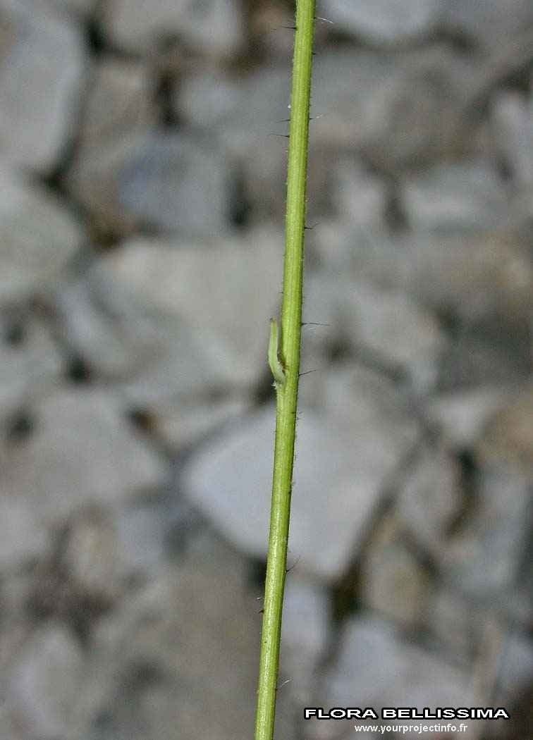 Florentiner Habichtskraut 22
