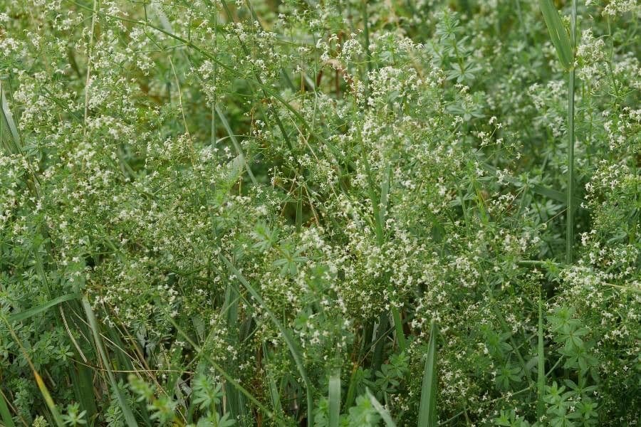 Caglio bianco 2