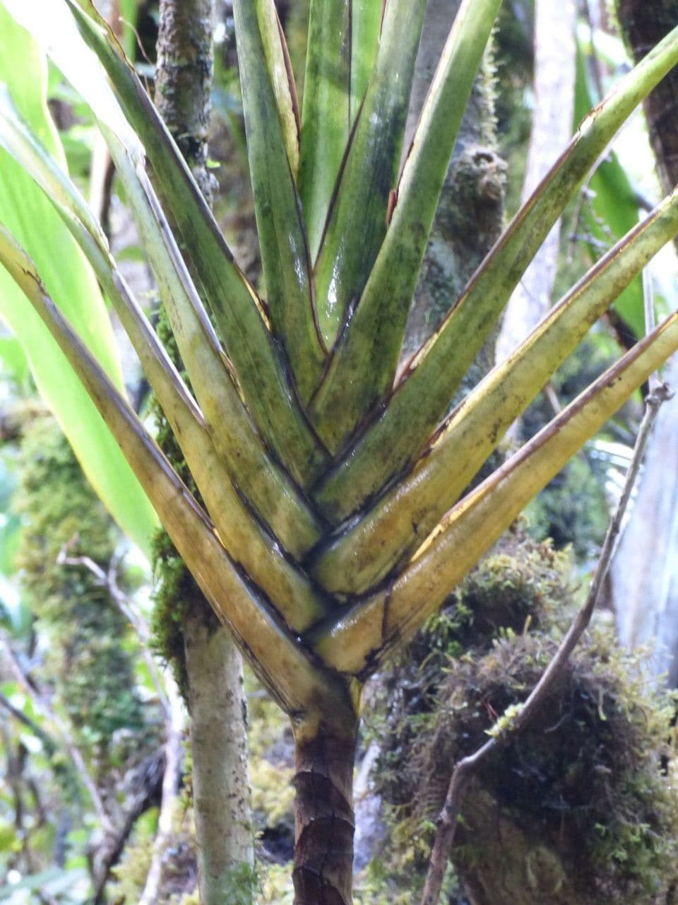Cordyline mauritiana 23