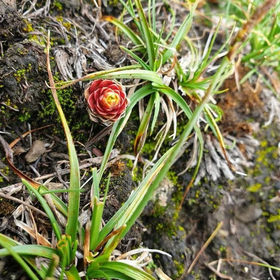 Etlingera 4