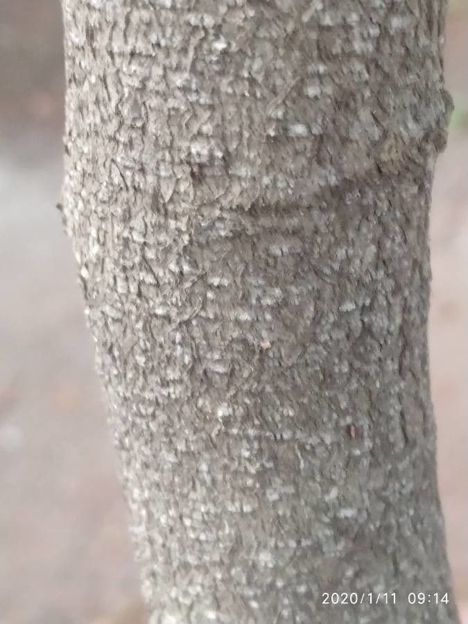 Putranjiva 6