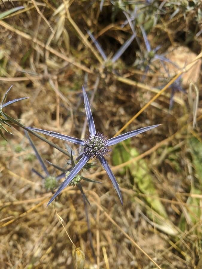 Panicaut crétois 4