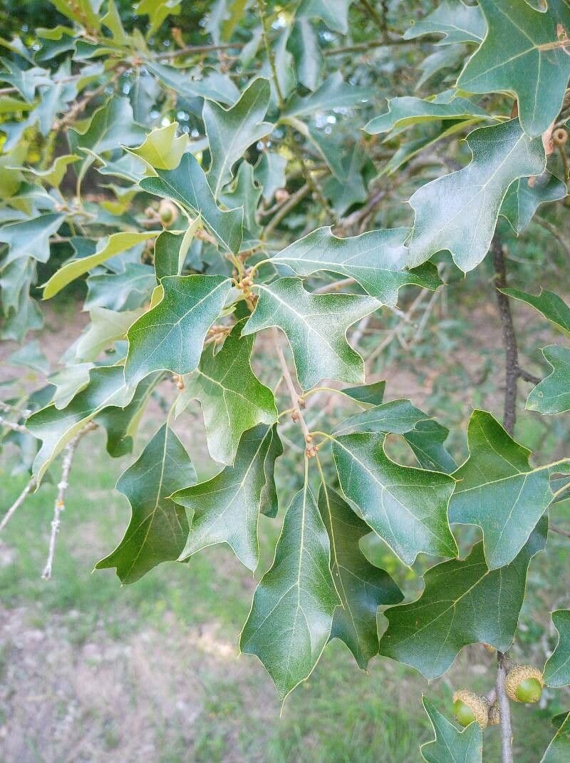 Quercia ilex 7